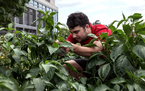 A man examines leafy plants outdoors.